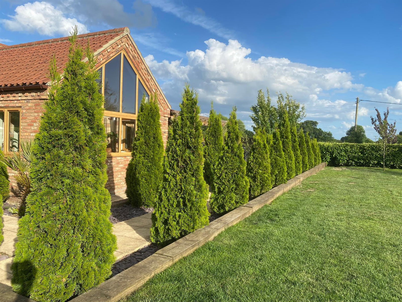 10x Thuja Smaragd Dwarf Ornamental Conifer Plants Trees In Pots