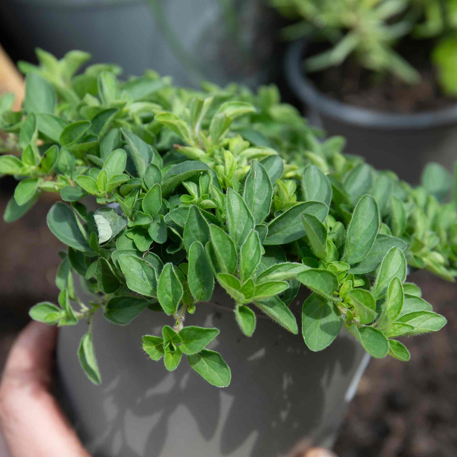 Marjoram (origanum Majorana) | 1 x 1L