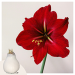 Amaryllis - Hippeastrum 'wax White' - Flower Bulb - Red | Set of 1 | Red