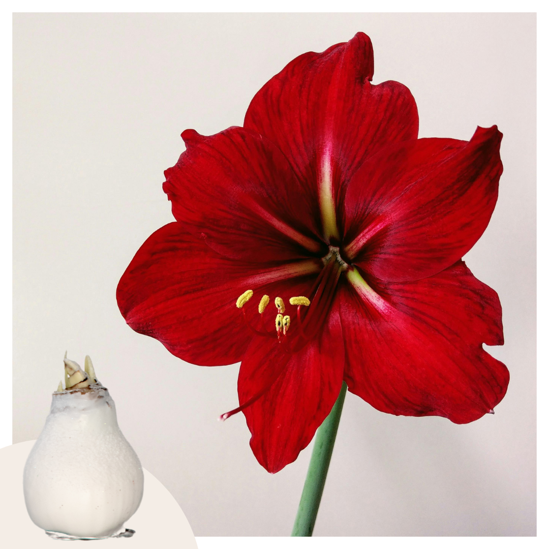 Amaryllis - Hippeastrum 'wax White' - Flower Bulb - Red | Set of 1 | Red