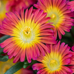 Delosperma Cooperi Solstice Collection - Young Plants | 5 x Plug Plants | Multi