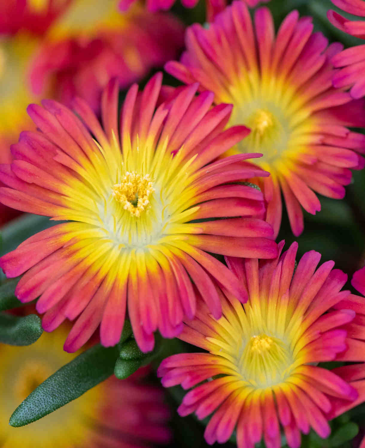 Delosperma Cooperi 'solstice Scarlet Red' - Young Plants | 5 x Plug Plants | Red