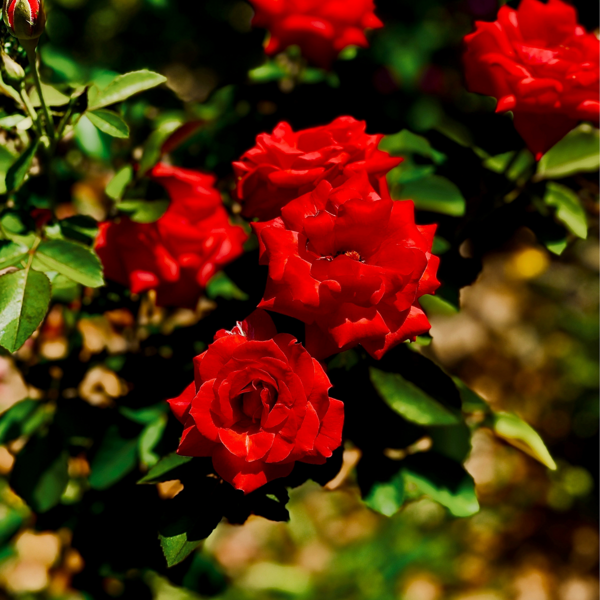 Palace Rose - Height 80-100cm - ⌀19cm | Set of 2 | Red