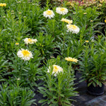 Leucanthemum 'real Charmer' Frilly White Daisies 100 Cm Perennial | 1 x 9cm