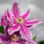 Clematis 'bees Jubilee' Deep Pink Early-flowering Climber | 1 x 2L | Pink