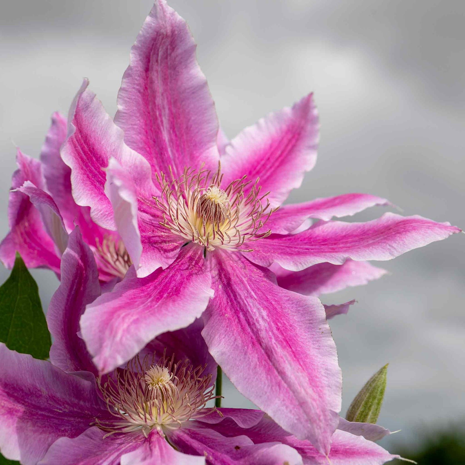 Clematis 'bees Jubilee' Deep Pink Early-flowering Climber | 1 x 2L | Pink