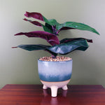 Artificial 35cm Ficus Plant Potted In Teal Blue Green Ceramic Planter