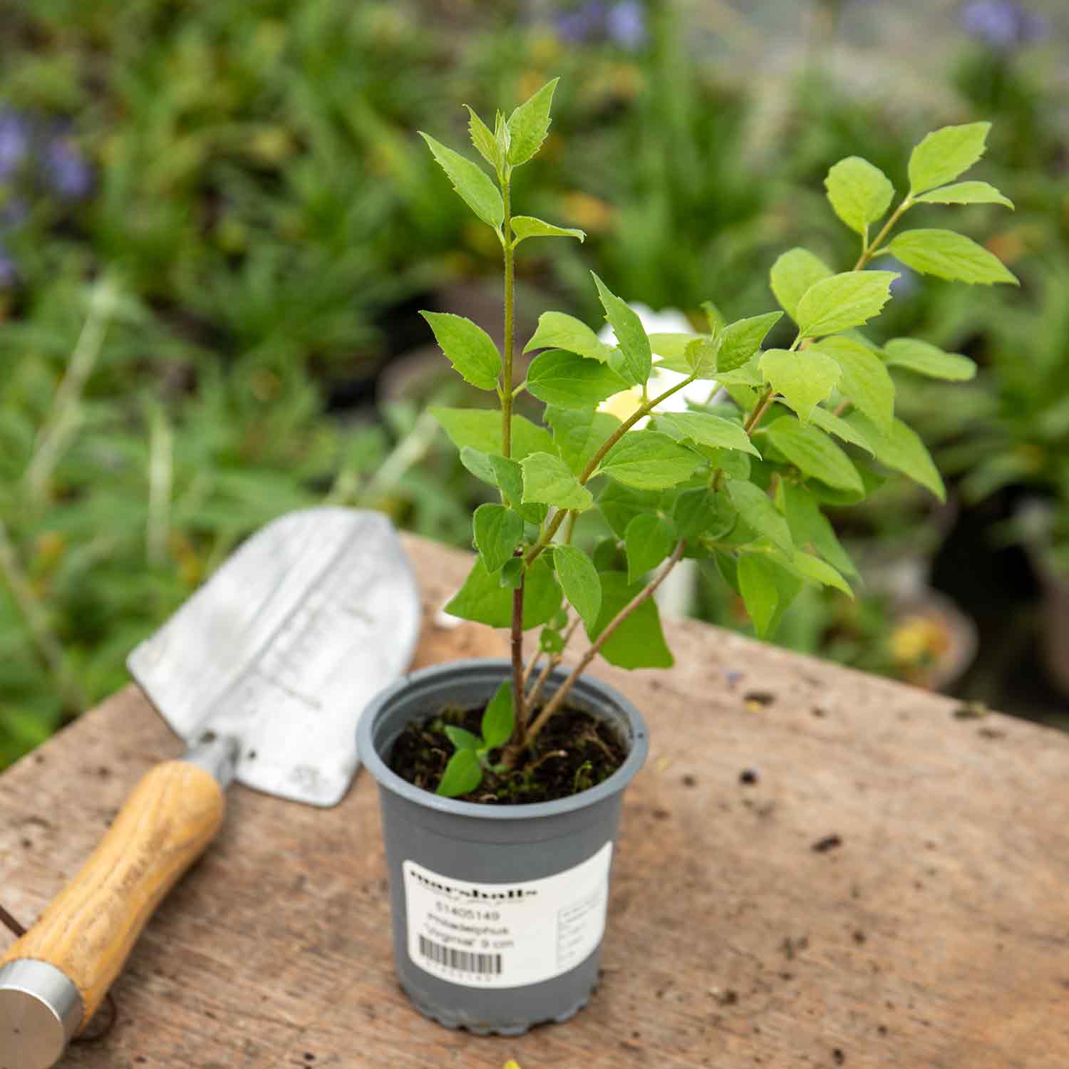 Philadelphus 'virginal' - Fragrant White Double-flowered Hardy Shrub | 1 x 9cm | White