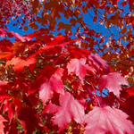 Acer Rubrum Fairview Flame Canadian Red Maple Tree 6ft Tall Supplied In A 12 Litre Pot