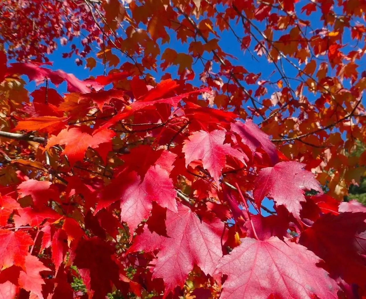 Acer Rubrum Fairview Flame Canadian Red Maple Tree 6ft Tall Supplied In A 12 Litre Pot