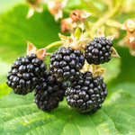 Blackberry Plant 'chester Thornless' 2l | 1 x 2L | Multi