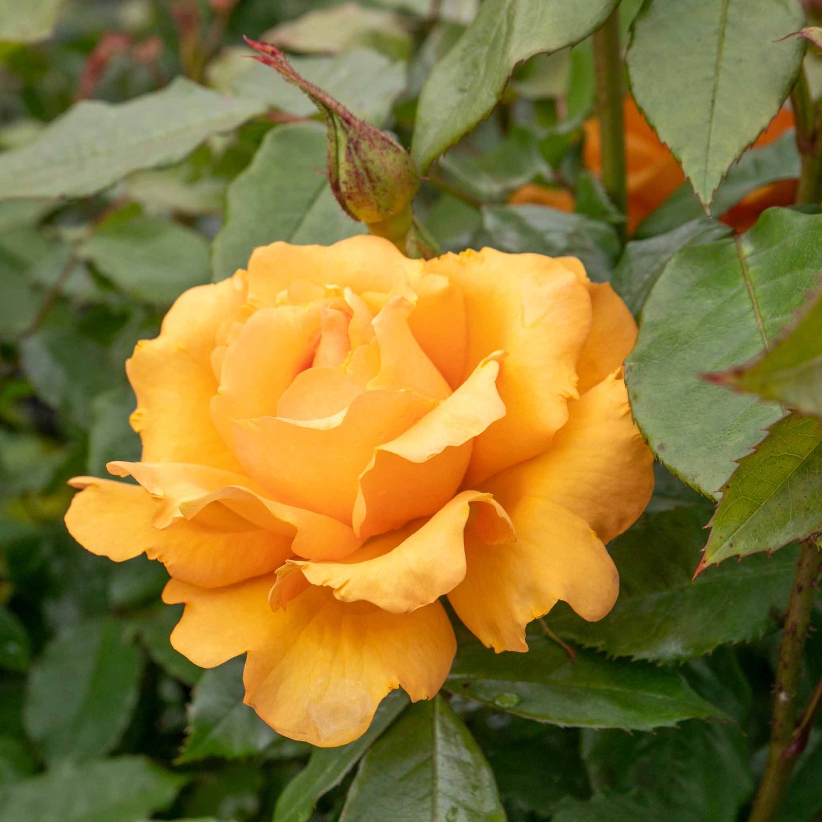 Rose 'golden Beauty' Floribunda (golden-orange, Rhs Agm) | 1 x Bare Root | Orange