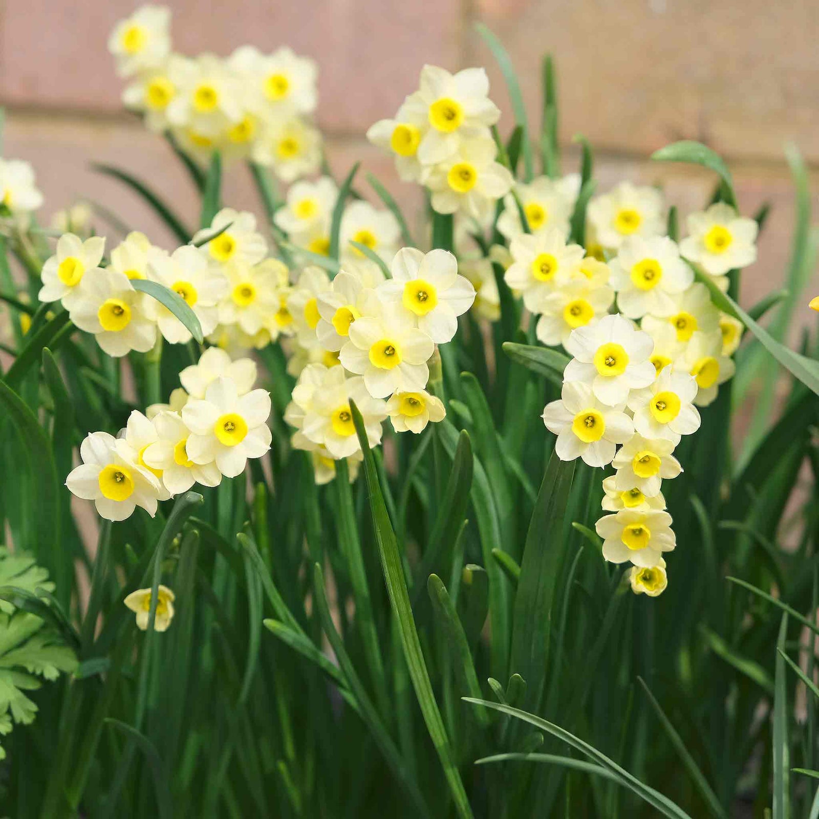 Daffodil 'minnow' Dwarf Fragrant Rhs Agm | 20 x Bulbs | Teal & Yellow