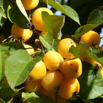 Malus Butterball Crab Apple Fruit Tree 6ft Tall Supplied In A Pot