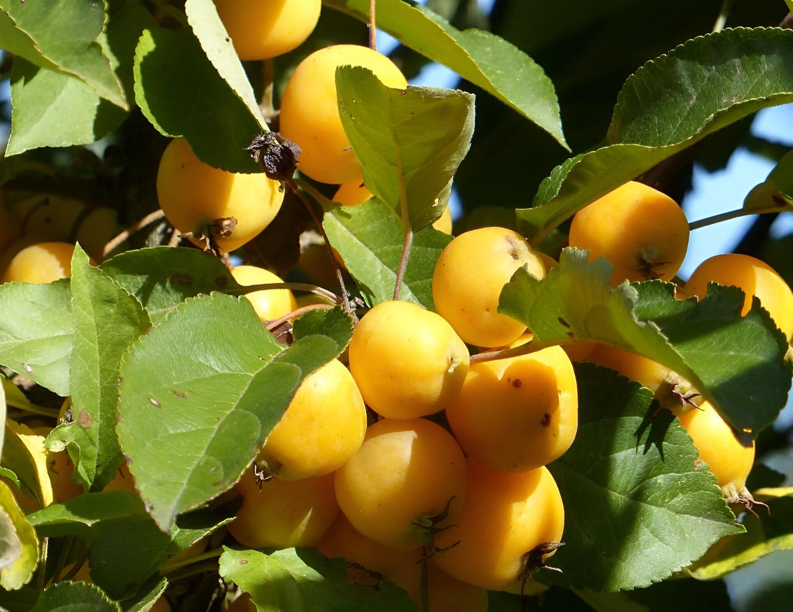 Malus Butterball Crab Apple Fruit Tree 6ft Tall Supplied In A Pot