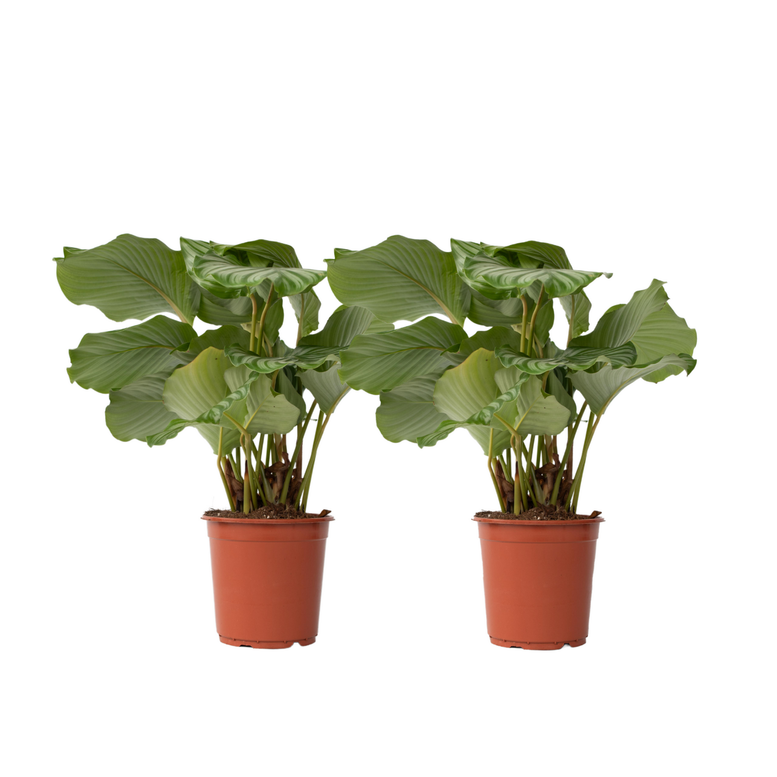 Prayer Plant - 2 Pcs. - Calathea 'orbifolia' - Height 55-60cm - ⌀21cm | Set of 2 | Green