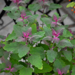 Tree Spinach Plant | 1 x 1L