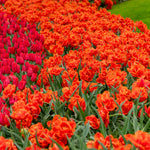 Thompson & Morgan Tulip Doubles Collection 30 Bulbs