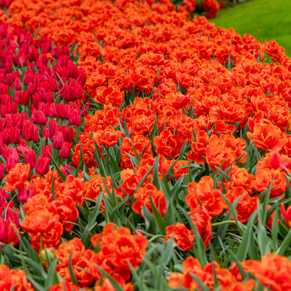 Thompson & Morgan Tulip Doubles Collection 30 Bulbs