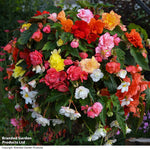 Begonia Sun Dancer Mixed Garden Ready Plants | 24 x Garden Ready Plants