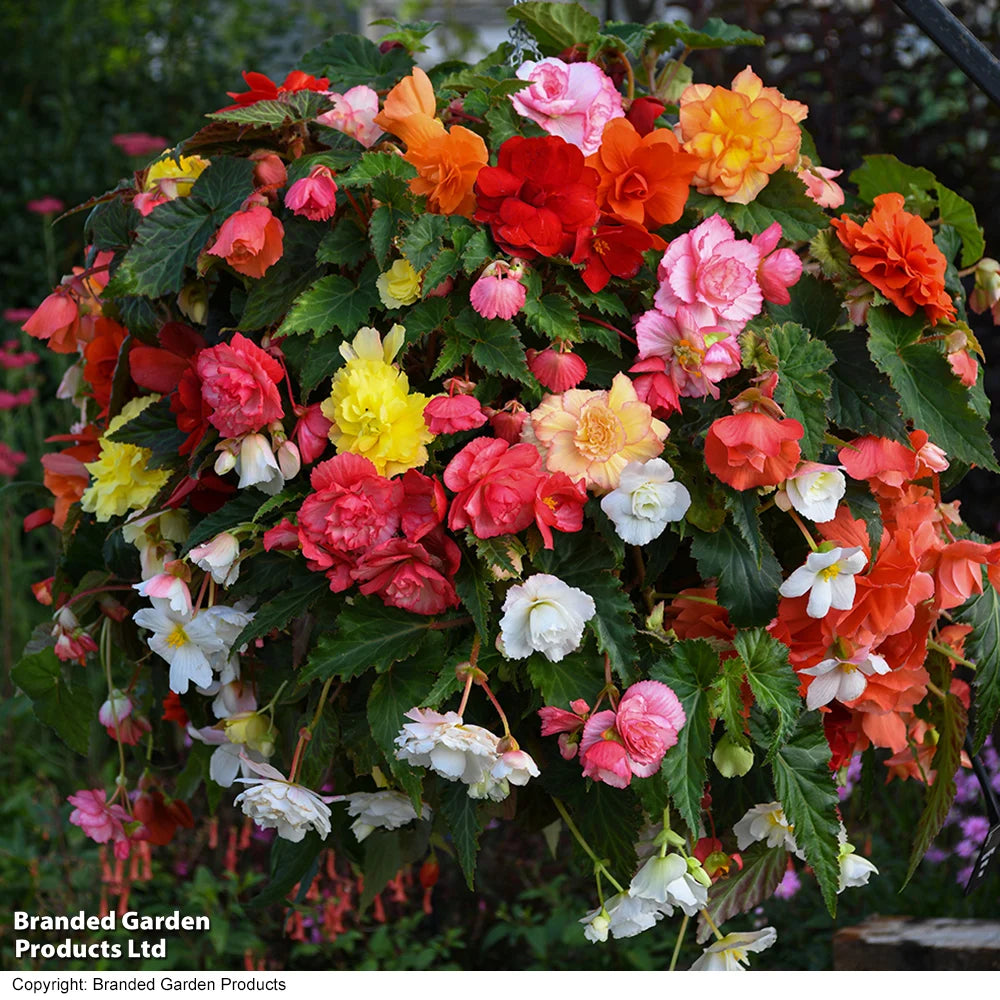 Begonia Sun Dancer Mixed Garden Ready Plants | 24 x Garden Ready Plants