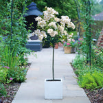 Rose Patio Standard 1 X 40cm Bare Root Plant | White