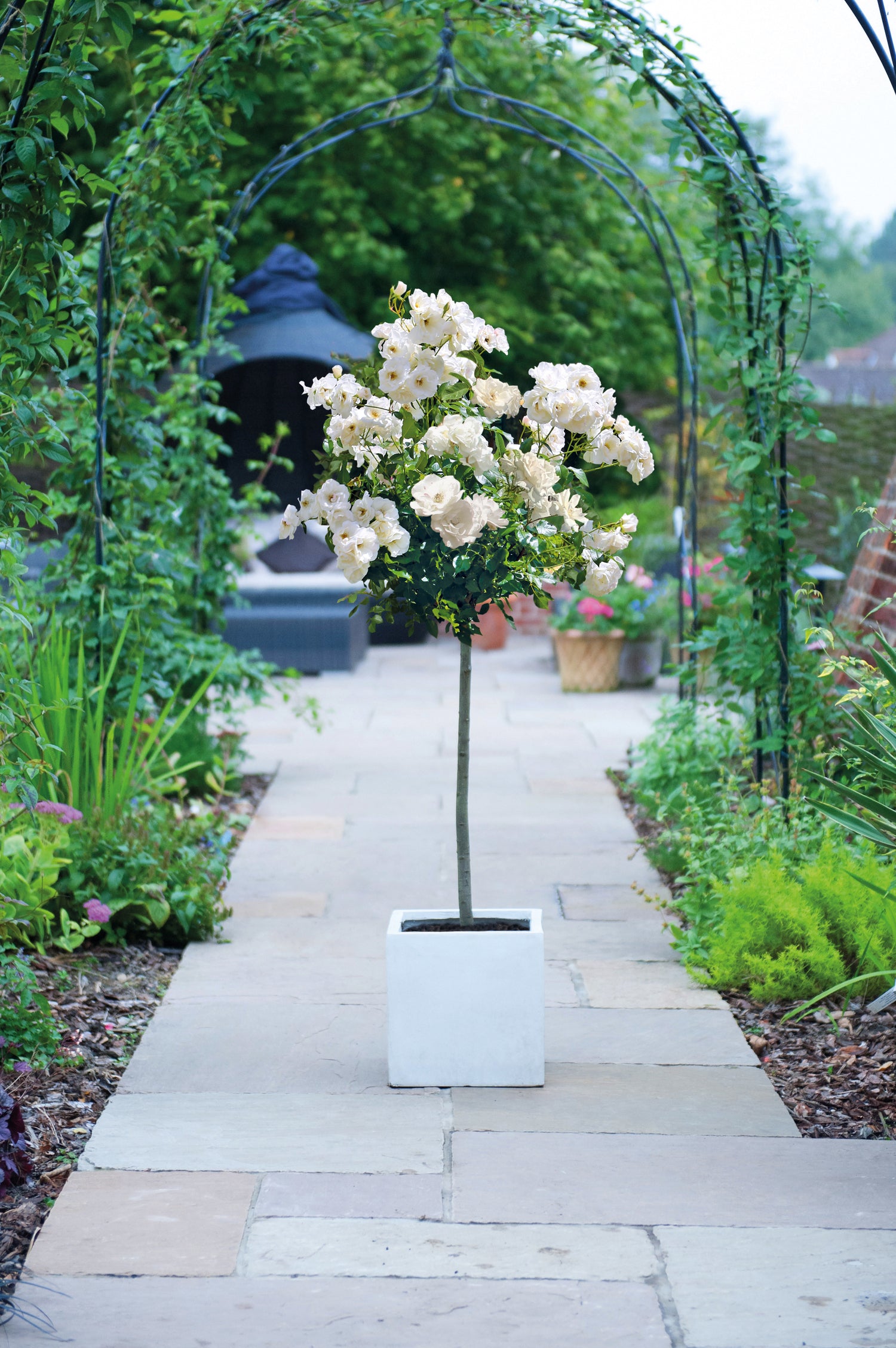 Rose Patio Standard 1 X 40cm Bare Root Plant | White