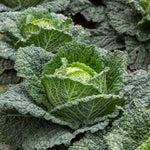 Cabbage Plant 'tundra' - Hardy Winter Variety | 16 x Pro Grower Plugs | Green