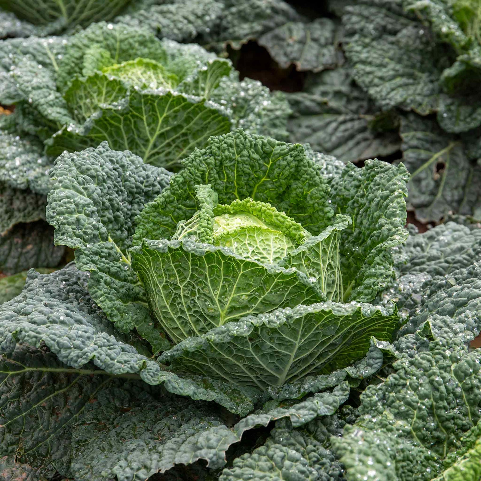 Cabbage Plant 'tundra' - Hardy Winter Variety | 8 x Pro Grower Plugs | Green