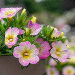 Calibrachoa 'can Can Fancy Francy' | 12 x Plug Plants | Pink
