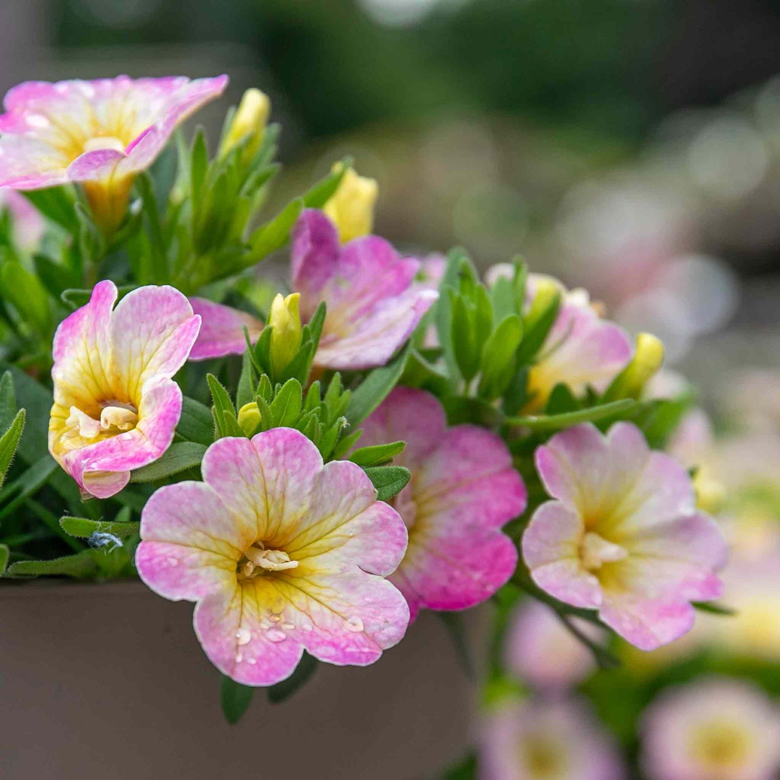 Calibrachoa 'can Can Fancy Francy' | 12 x Plug Plants | Pink