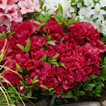Azalea 'encore Autumn Fire' - Red Semi-evergreen Shrub, Spring & Autumn Blooms | 1 x 2L | Red