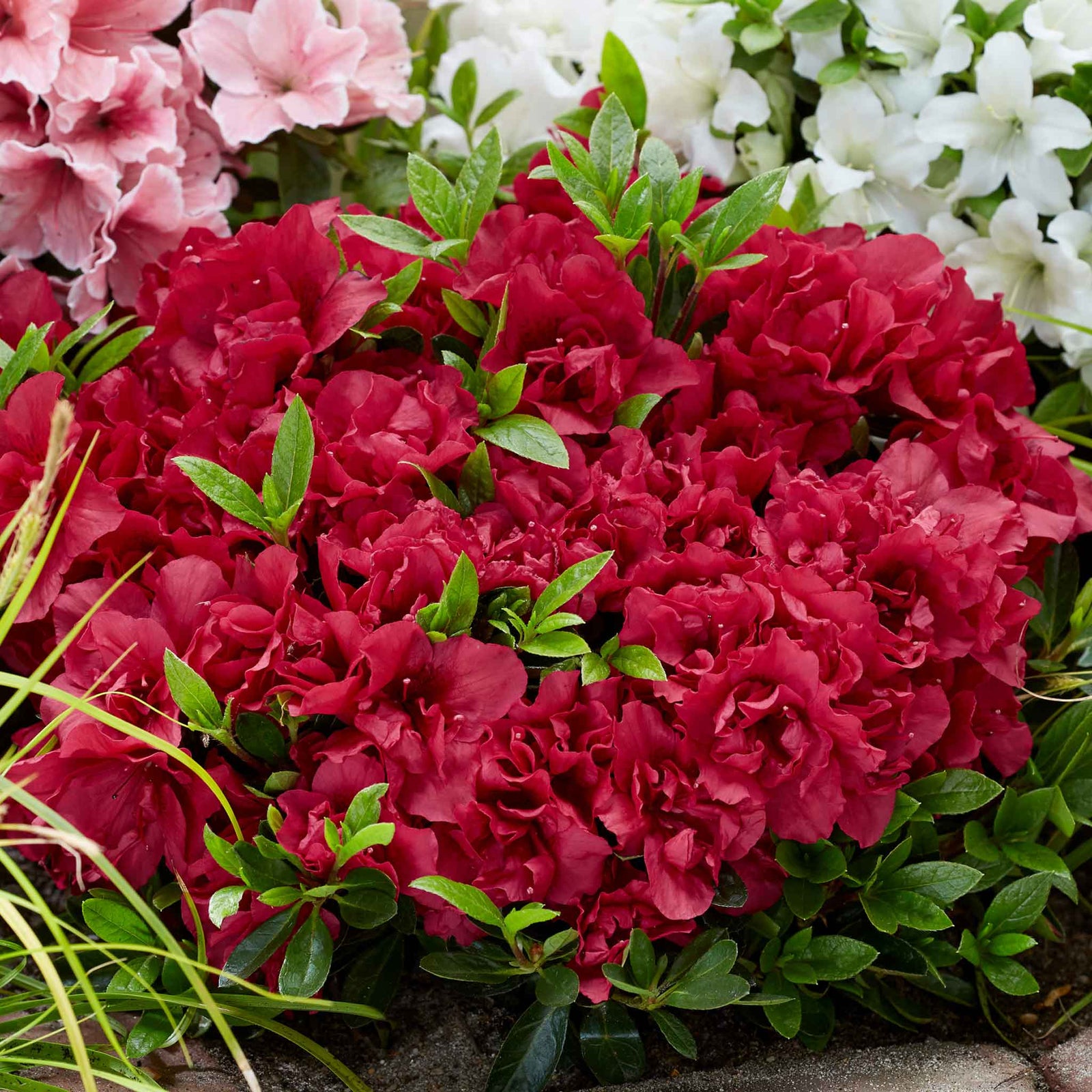 Azalea 'encore Autumn Fire' - Red Semi-evergreen Shrub, Spring & Autumn Blooms | 1 x 9cm | Red