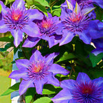 Clematis Multi Blue - A vigorous climbing vine with elegant textured blooms - 7cm pot | 1 x 7cm | Blue