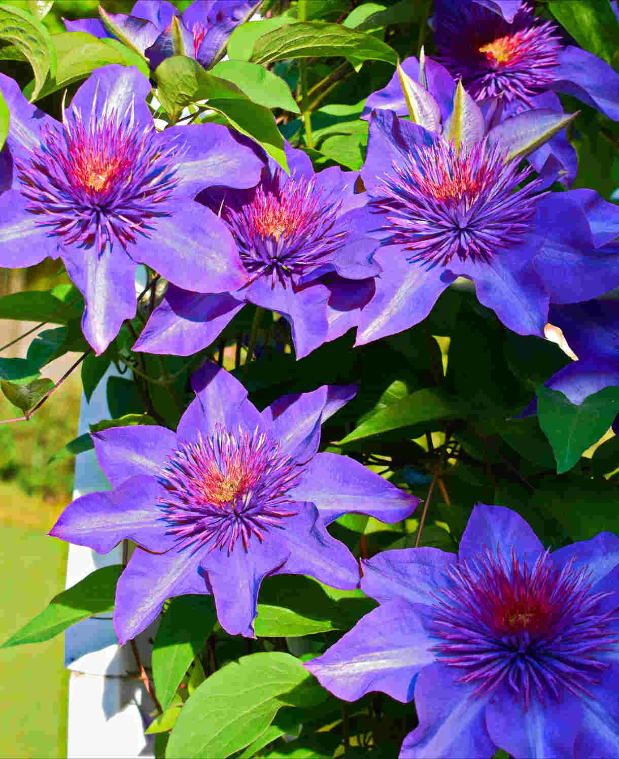 Clematis Multi Blue - A vigorous climbing vine with elegant textured blooms - 7cm pot | 1 x 7cm | Blue