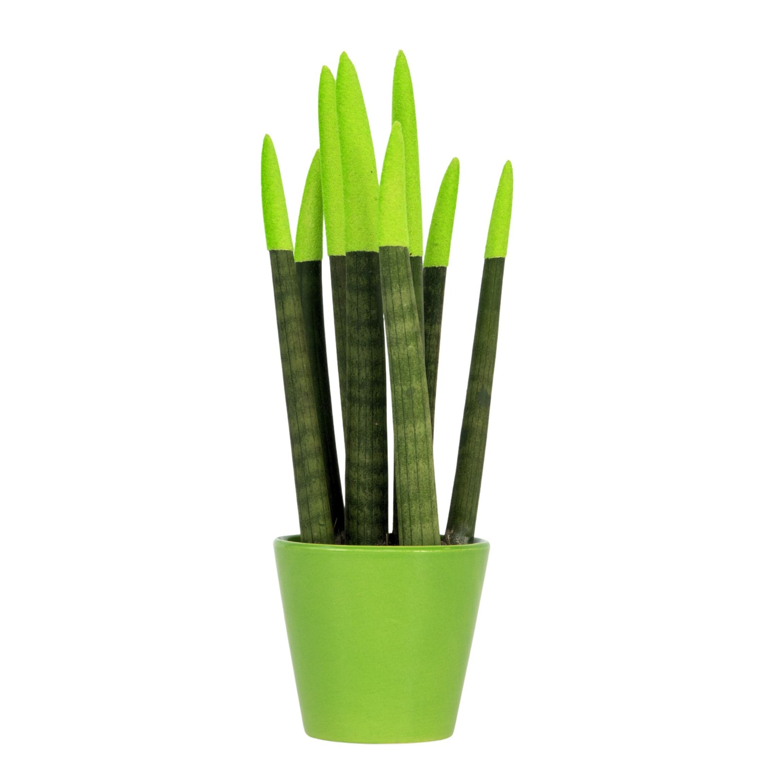 Snake Plant Velvet Touch - Sansevieria Cylindrica - Height 20-40cm - ⌀9cm | Green