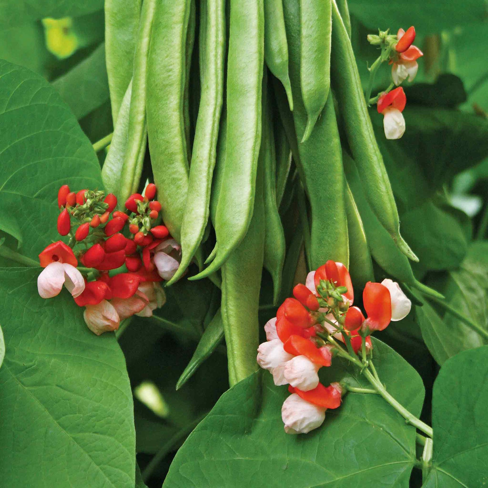 Runner Bean 'tenderstar' | 12 x Pro Grower Plugs | Green