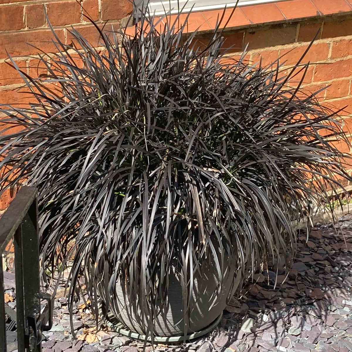 Ophiopogon Planiscapus 'nigrescens' Hardy Evergreen Perennial 9cm | Set of 1 | Mauve