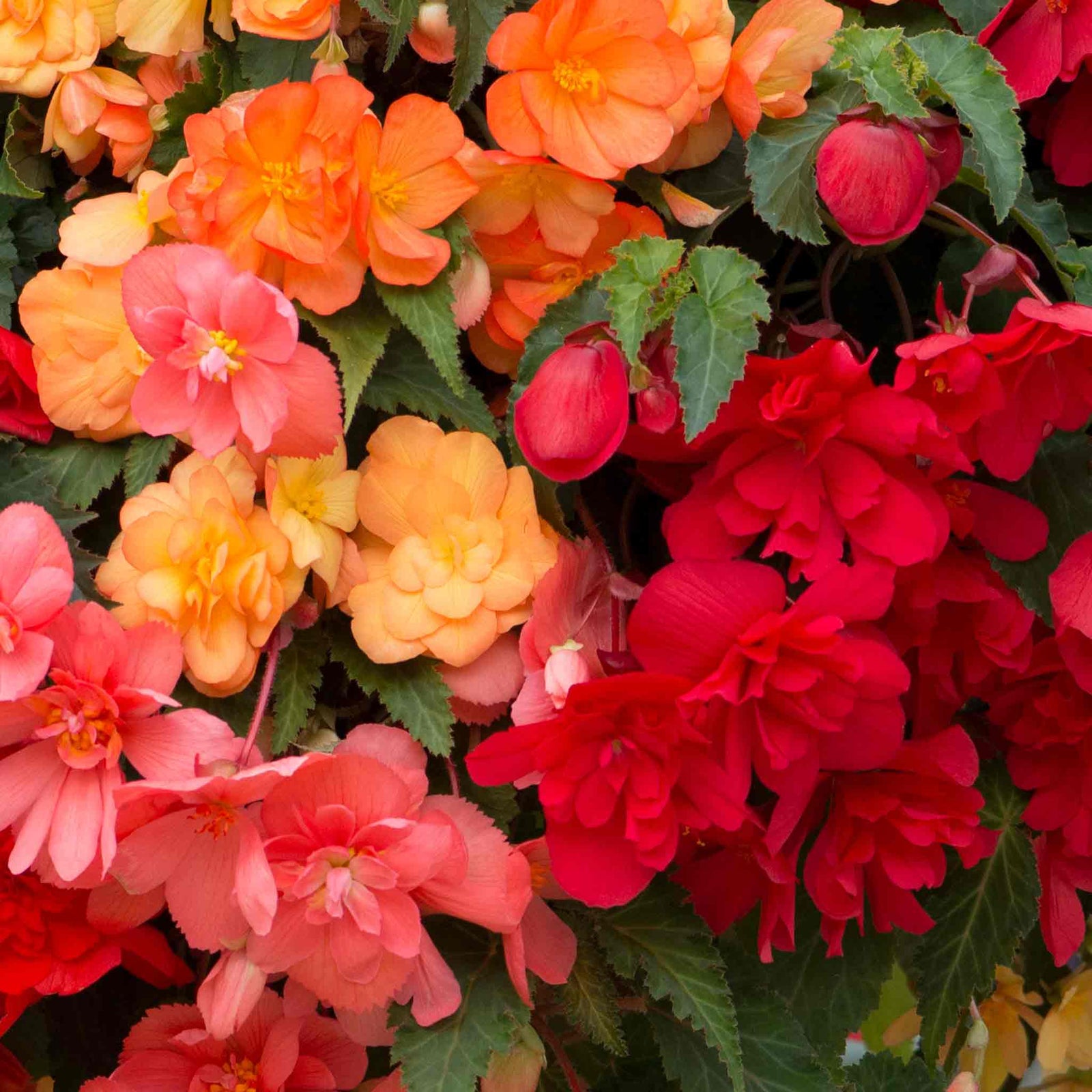 Begonia 'illumination Tropical Shades' - Trailing Summer Bedding | 60 x Pro Grower Plugs | Yellow