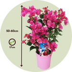 Paper Flower - Height 50-60cm - ⌀17cm | Set of 1 | Pink