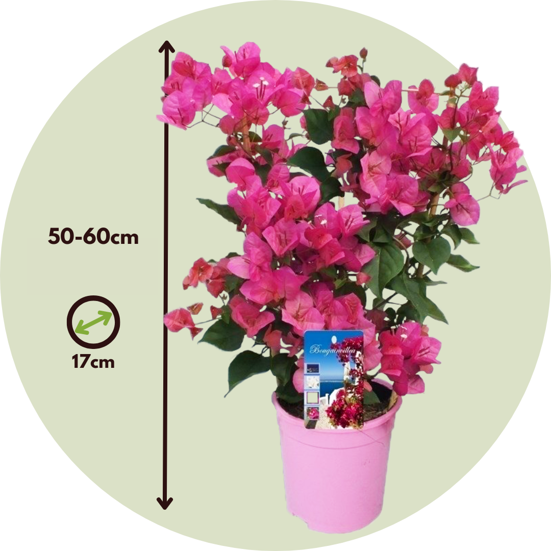 Paper Flower - Height 50-60cm - ⌀17cm | Set of 1 | Pink