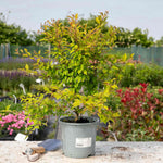Flowering Cherry 'kojo-no-mai' Compact 2.5m Tree Rhs Agm | 1 x 9cm | Pink & White