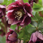 Delightful Helleborus Collection - 4 x 9cm pots