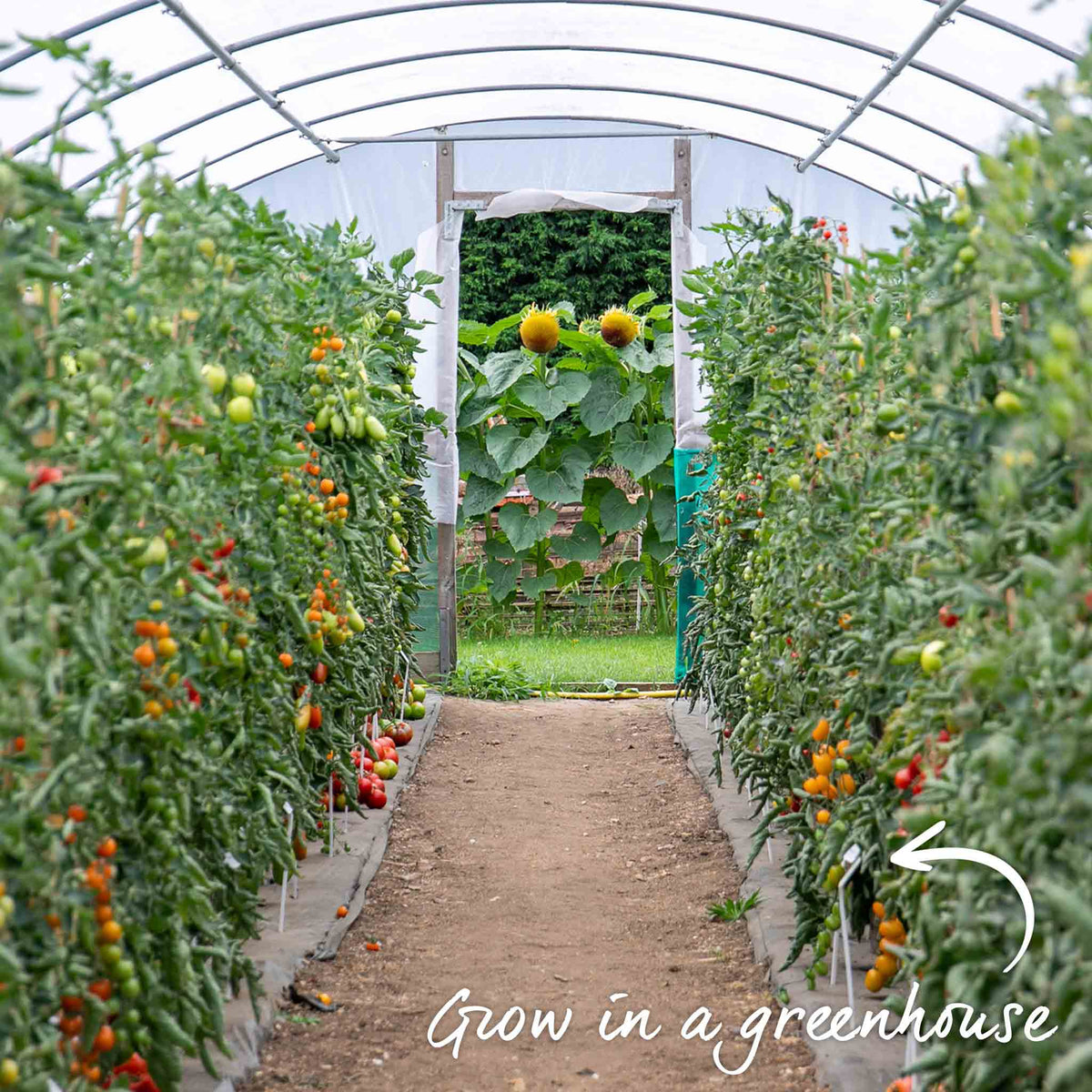 Grafted Cordon Tomato 'resibella' - Blight-resistant, Heavy-yielding 7cm Plant | Set of 1