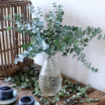 Eucalyptus Gunnii 'azura' Compact Silver-blue Evergreen For Pots And Borders Plant | 1 x 3L | Blue