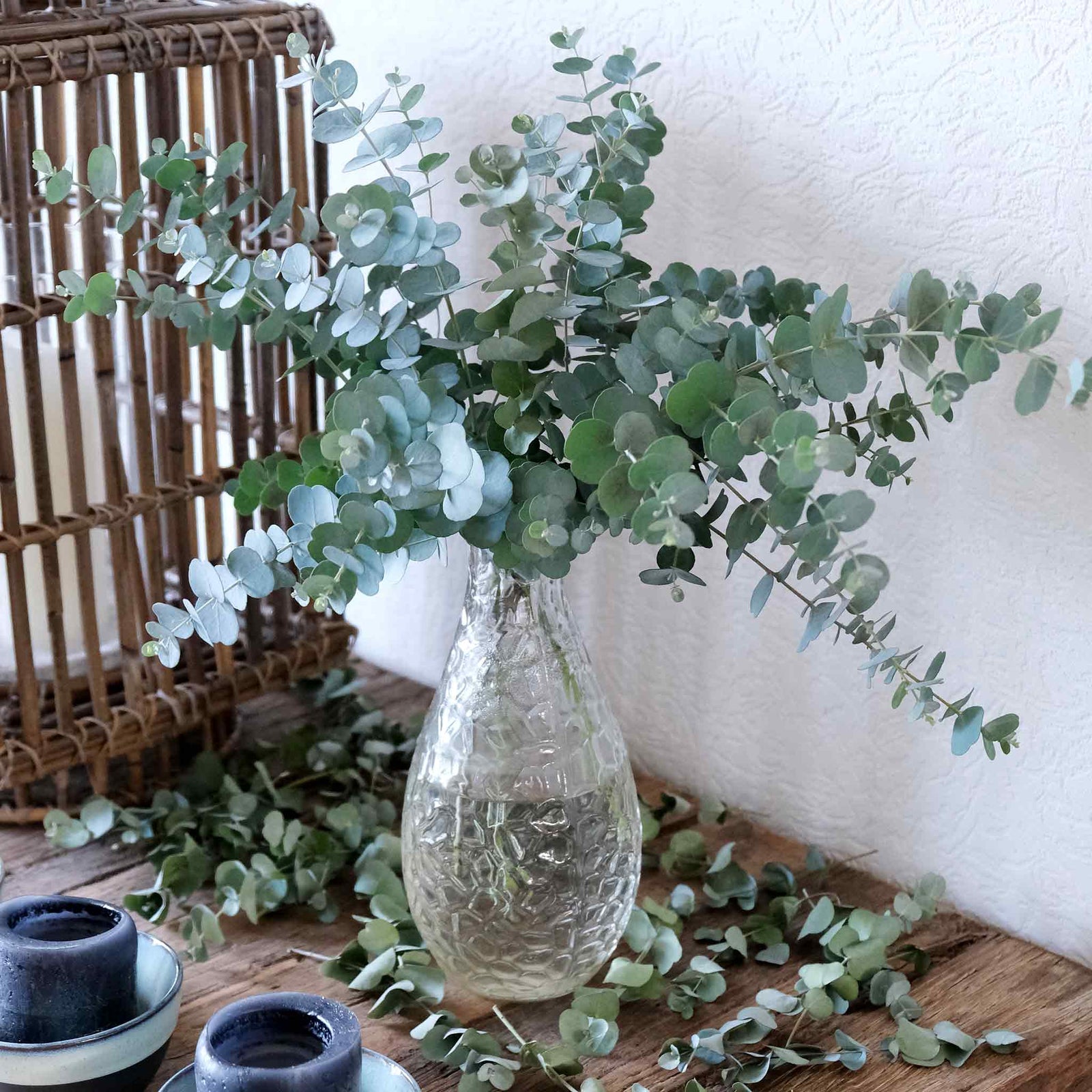 Eucalyptus Gunnii 'azura' Compact Silver-blue Evergreen For Pots And Borders Plant | 1 x 3L | Blue