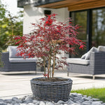 Japanese Maple - Acer Palmatum 'Starfish' - Height 60-70cm - ⌀19cm | Set of 1 | Red