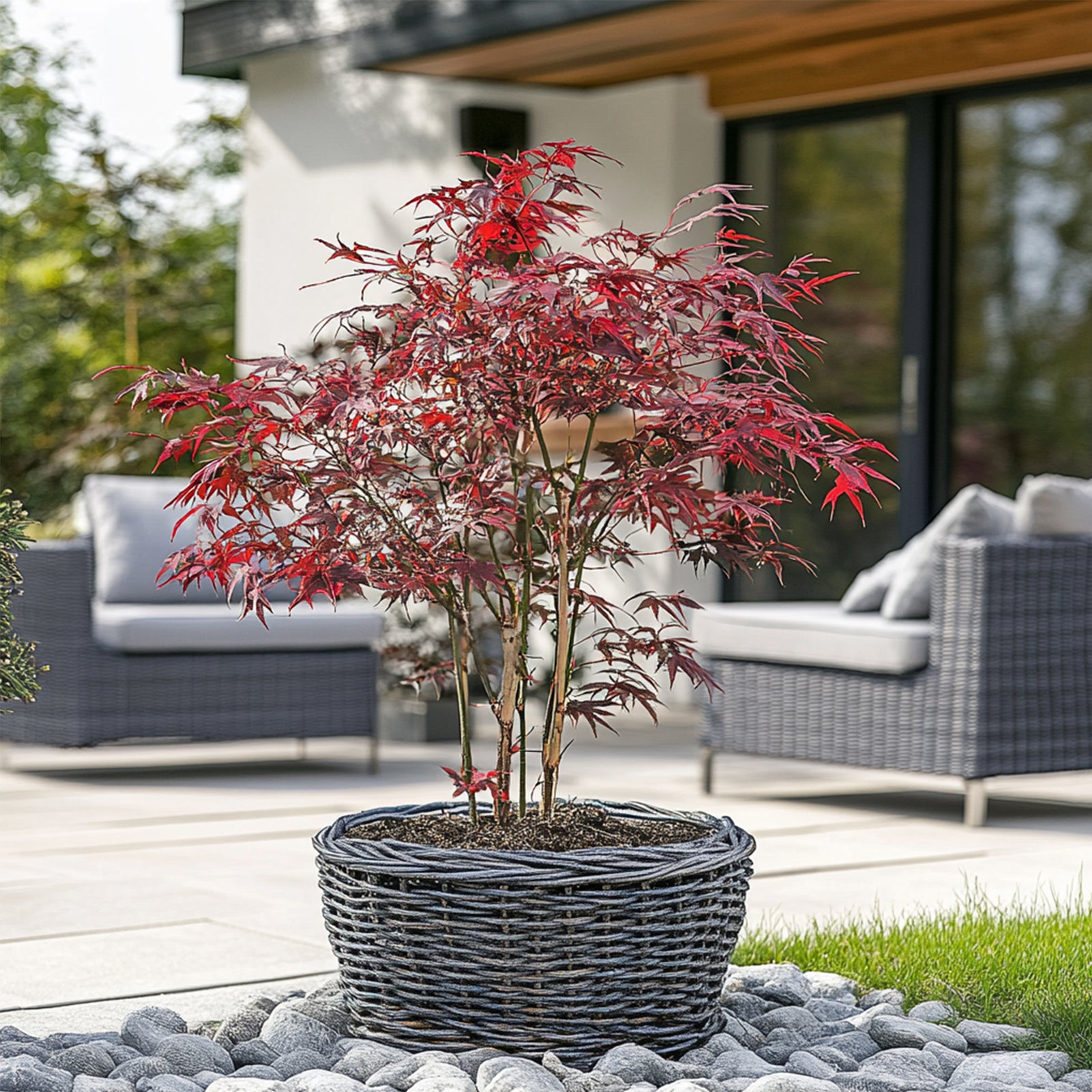 Japanese Maple - Acer Palmatum 'Starfish' - Height 60-70cm - ⌀19cm | Set of 1 | Red