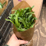 Wallflower (Cheiranthus) Bare Roots - Bunch Of 15