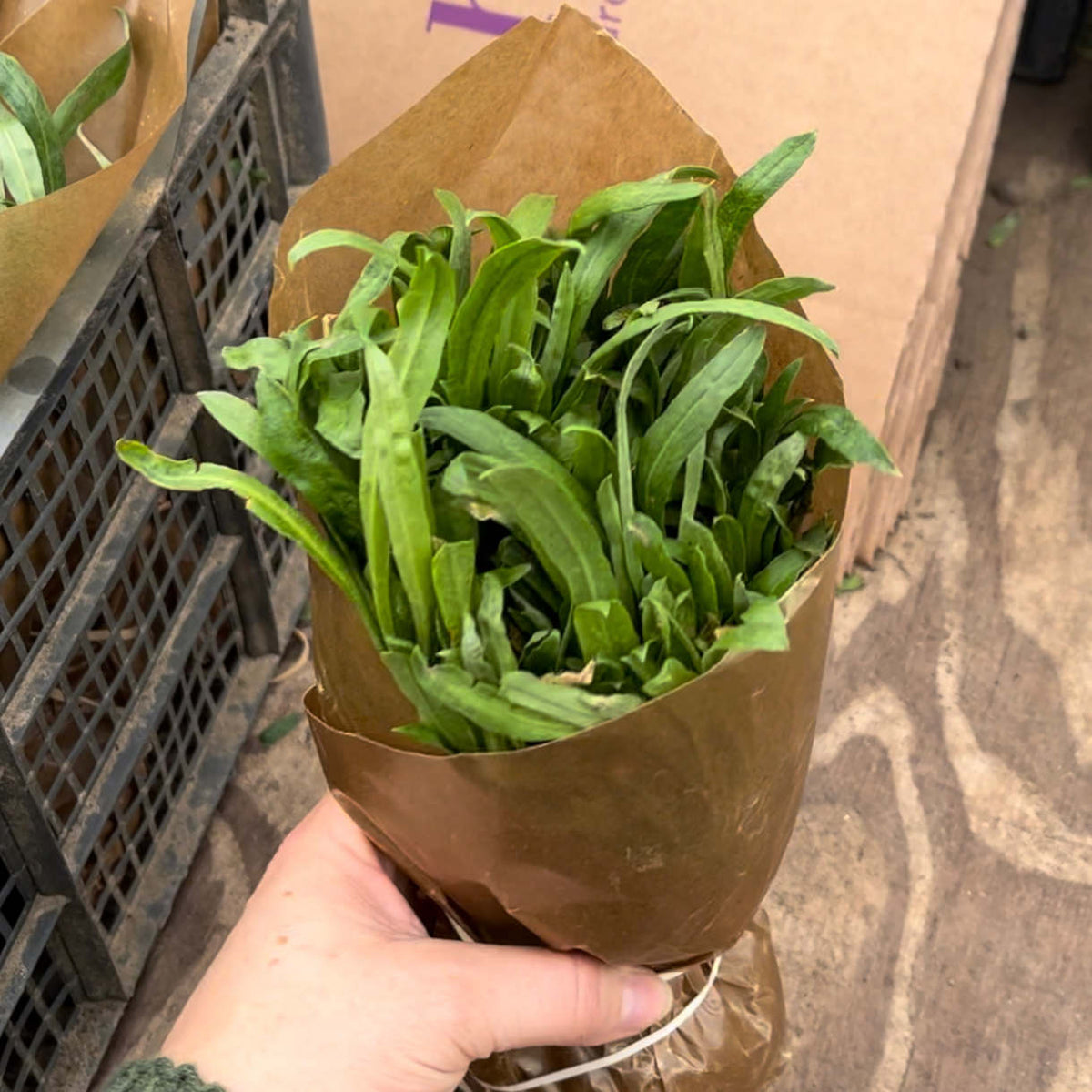 Wallflower (Cheiranthus) Bare Roots - Bunch Of 15